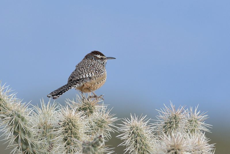 Cactuswinterkoning